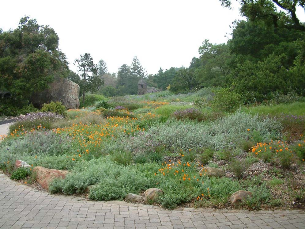 Santa Barbara Botanic Garden: Meadow