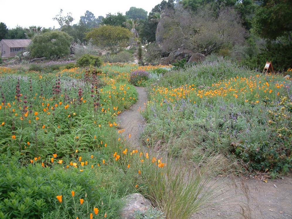 Santa Barbara Botanic Garden: Meadow 2