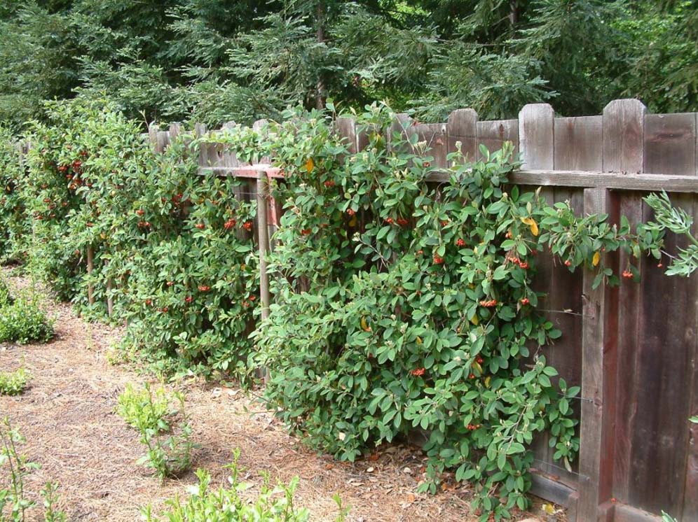 Vine-Covered Wooden Fence