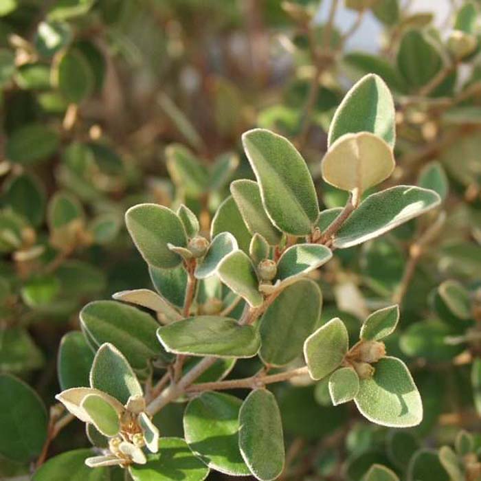 Plant photo of: Correa 'Ivory Bells'