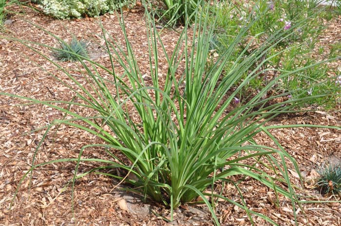 Plant photo of: Hemerocallis hybrids