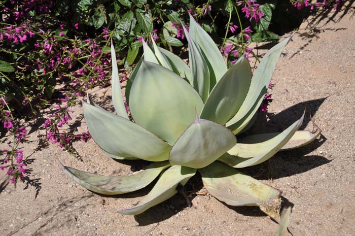 Plant photo of: Agave 'San Ysidro'