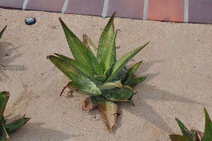 Plant photo of: Aloe 'Cynthia Giddy'
