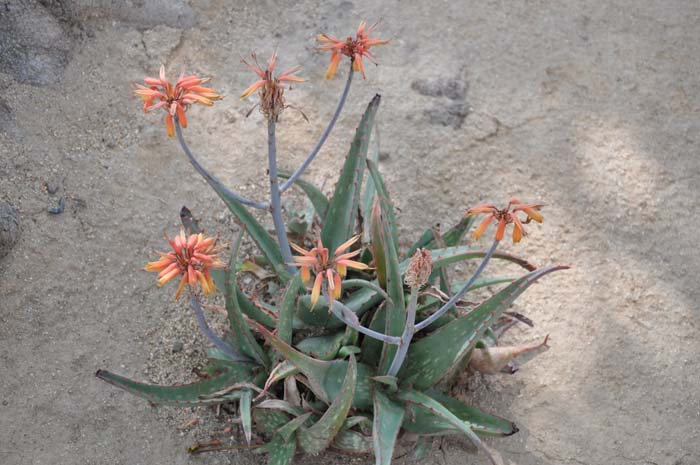 Plant photo of: Aloe sinkatana 'Brickhouse'