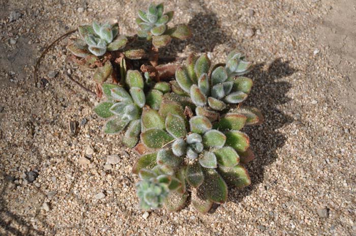 Plant photo of: Echeveria setosa 'Oliver'