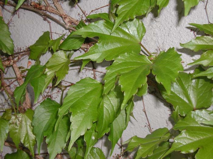 Plant photo of: Parthenocissus tricuspidata