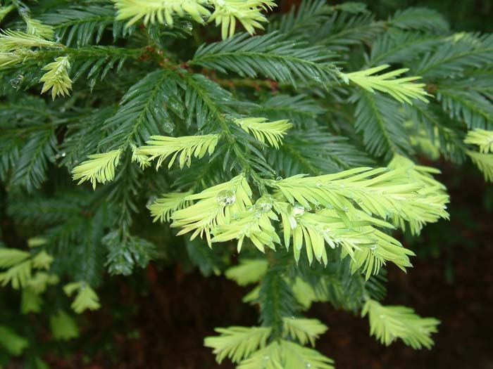 Plant photo of: Sequoia sempervirens