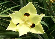 Yellow Moraea, Fortnight Lily