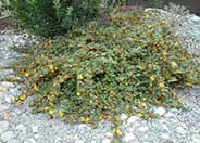 Fremontodendron californicum ssp. decumb