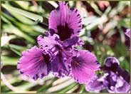 Iris Pacific Coast Hybrid 'Lavender Blue