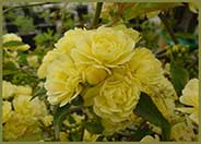 Yellow Lady Banks'  Rose