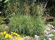 Eulalia Grass