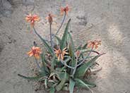 Aloe sinkatana 'Brickhouse'
