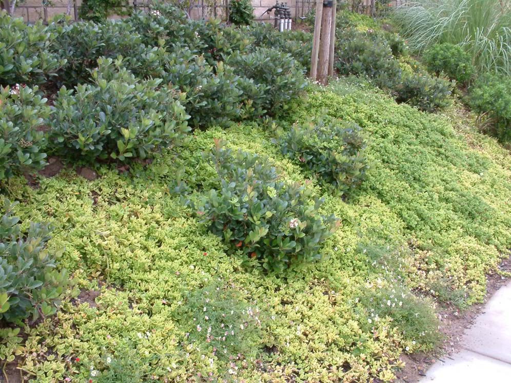 Dense Shrubs and Groundcover