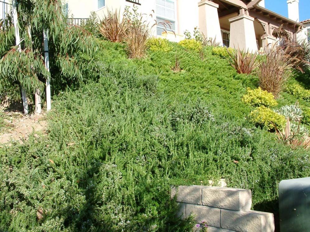 Rosemary-covered Hillside