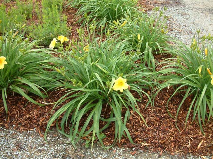 Plant photo of: Hemerocallis hybrids