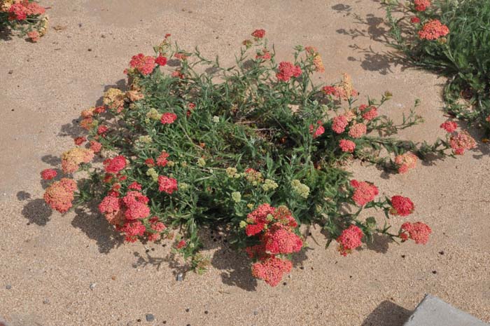 Plant photo of: Achillea millefolium 'Paprika'